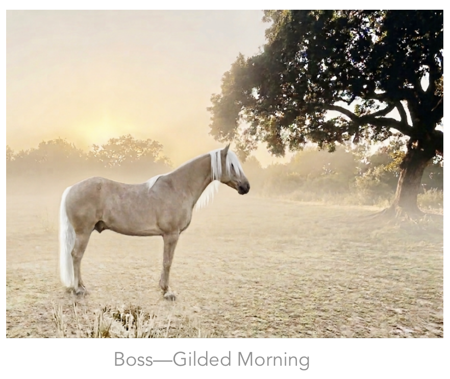 2 Golden Gait Collection — Fine Art Photography