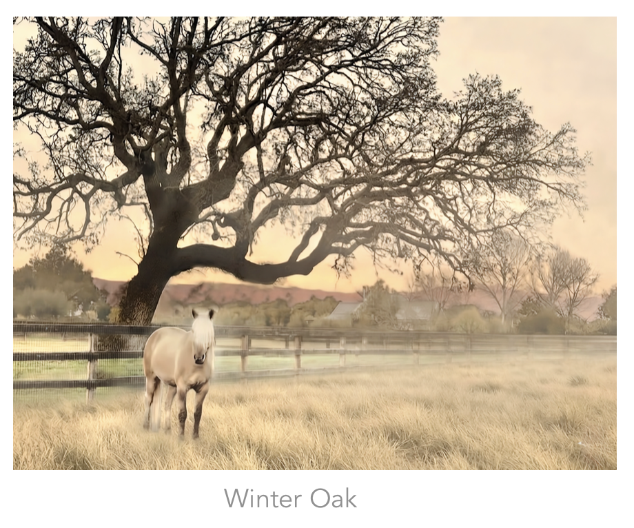 3 Golden Gait Collection — Fine Art Photography