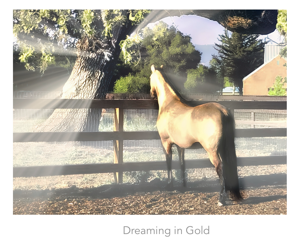 4 Golden Gait Collection — Fine Art Photography