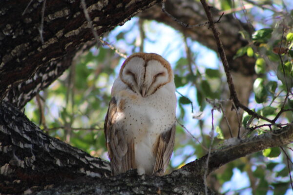 Barn-owl-2-600x400 Barn Owl